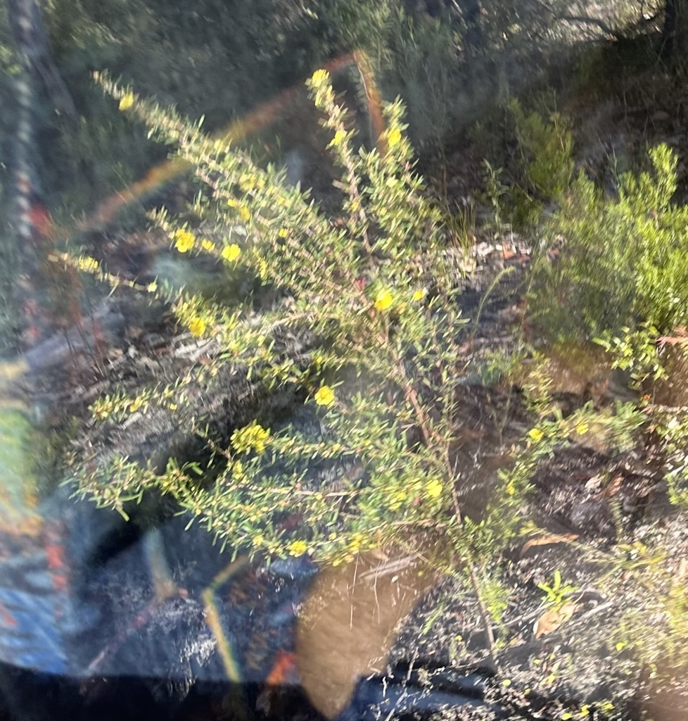 Showy Guinea Flower From Kgari Fraser Island Recreation Area Eurong