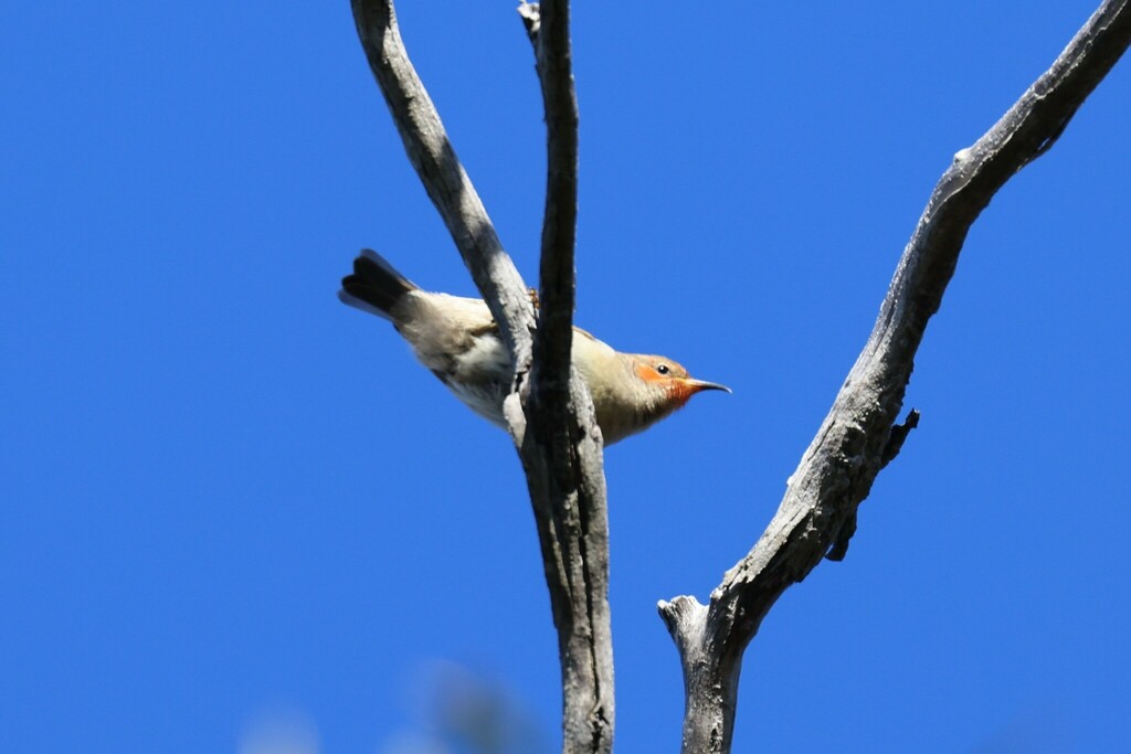 Scarlet Myzomela From Royal Nat L Park NSW 2233 Australia On July 8