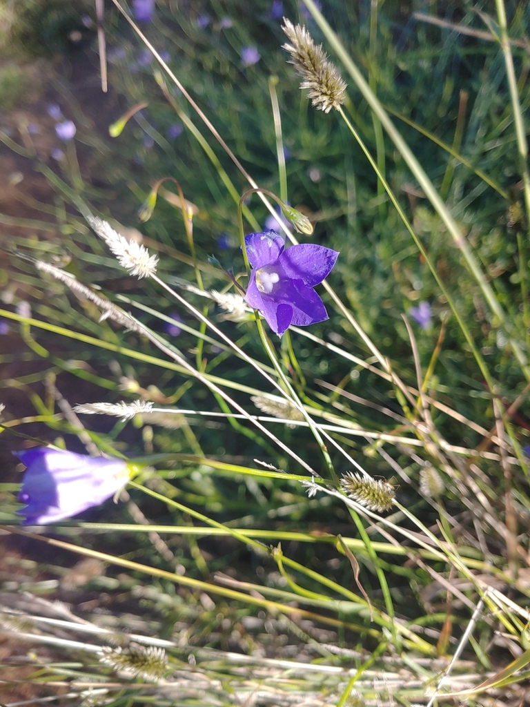 Wahlenbergia Queenslandica From West Macdonnell Sandover Au Nt Au On