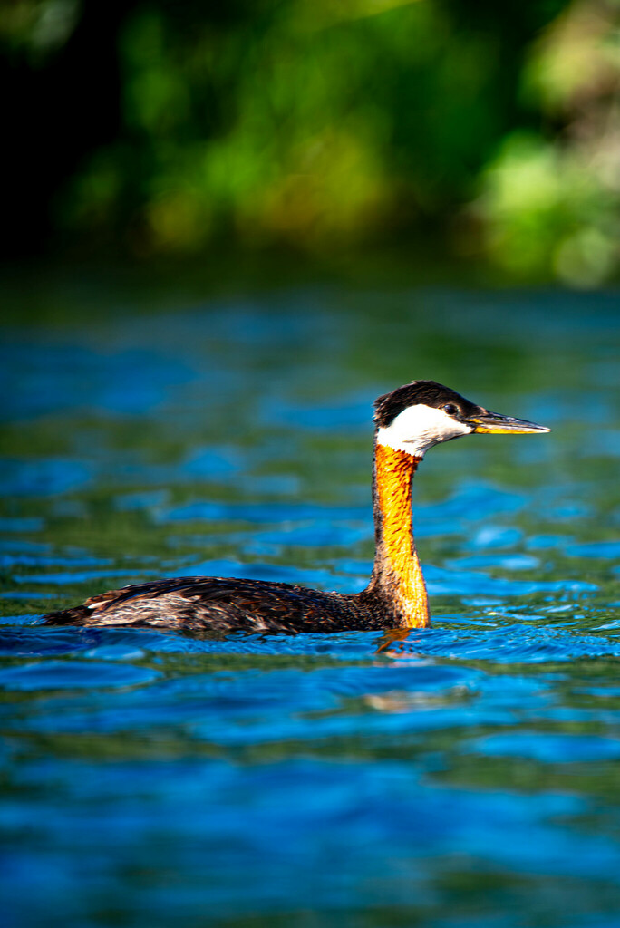 Red Necked Grebe From Cardston County Ab Canada On July At