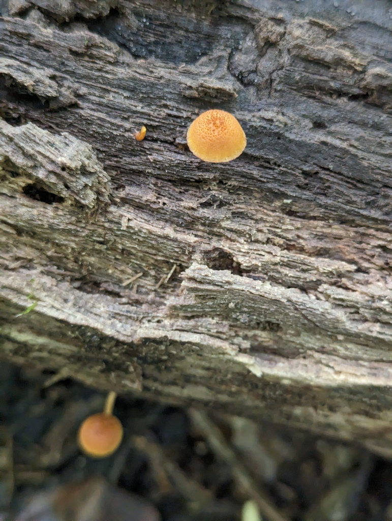 Common Gilled Mushrooms And Allies From Indianapolis IN 46216 USA On