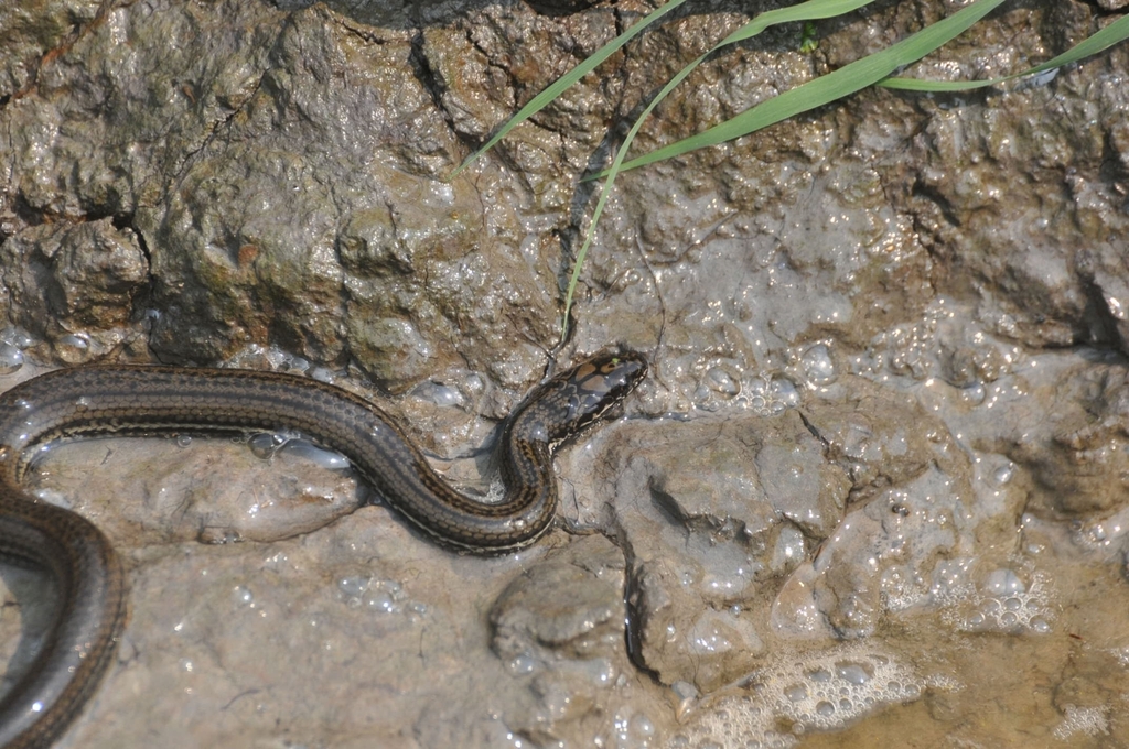 Ornate African Water Snake From Akaka River On July At Am