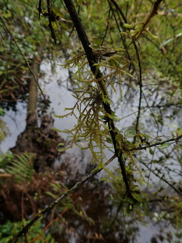 Cryphaea Chlorophyllosa Inaturalist