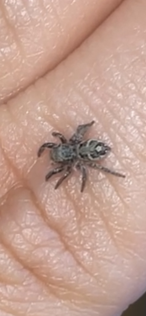 Habronattus Coecatus In July 2023 By Ajoness345 INaturalist