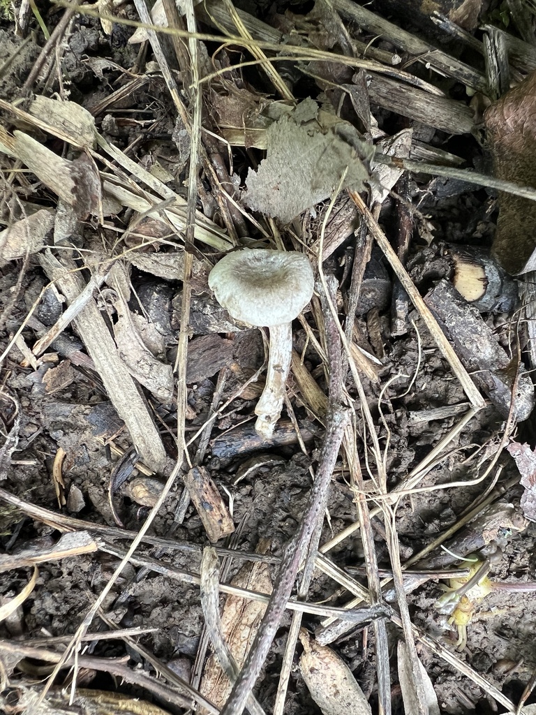 Common Gilled Mushrooms And Allies From Albert Johnson Rd Nashville