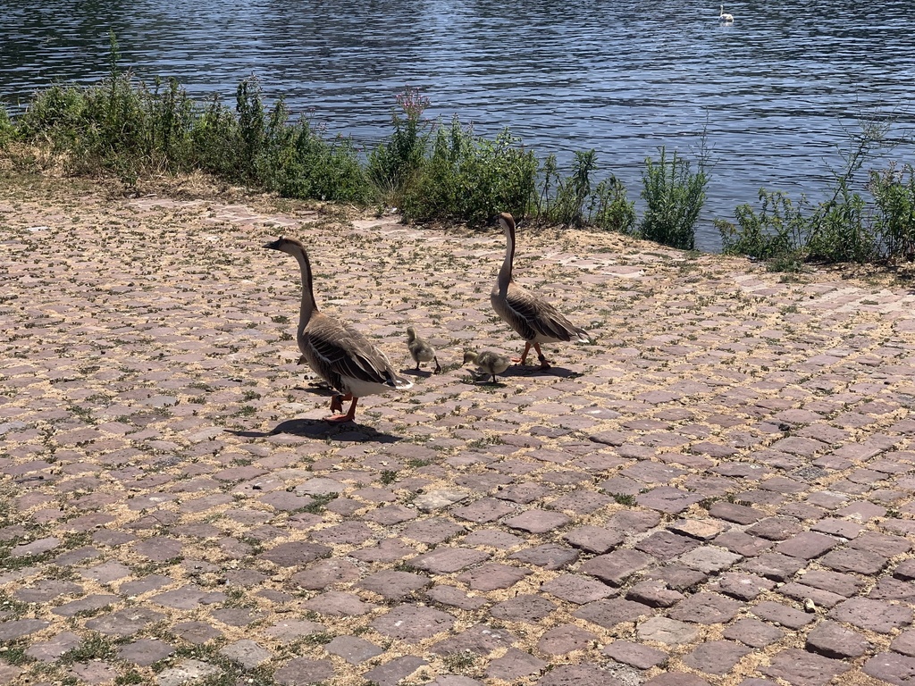 Domestic Swan Goose from B3 Heidelberg Baden Württemberg DE on July