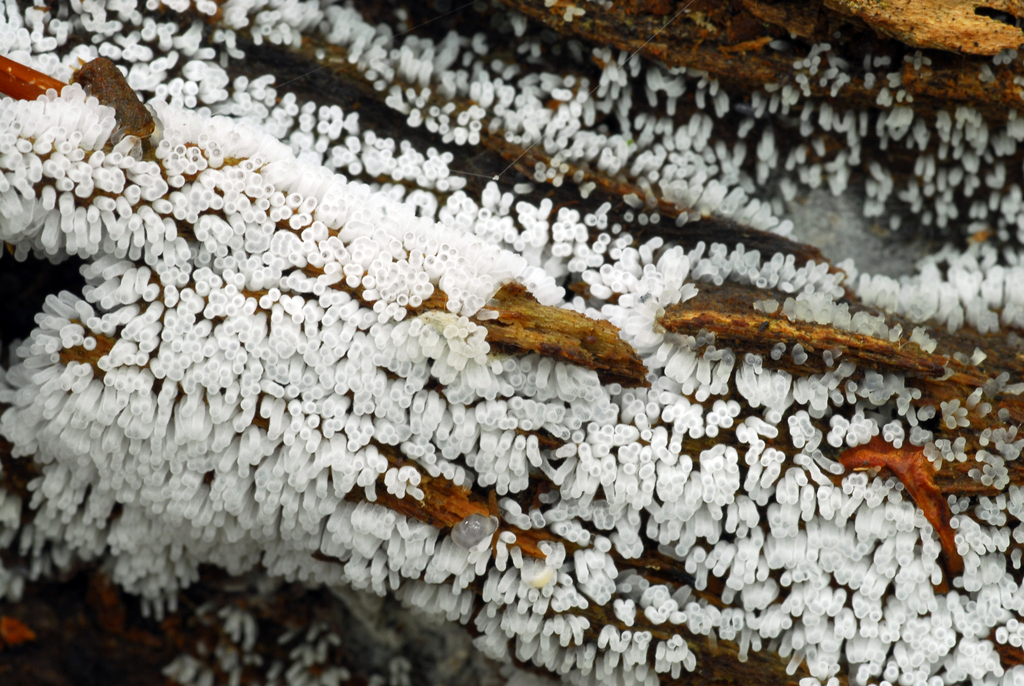 Honeycomb Coral Slime Mold From Bosco Di Cesate Cesate MI Italia