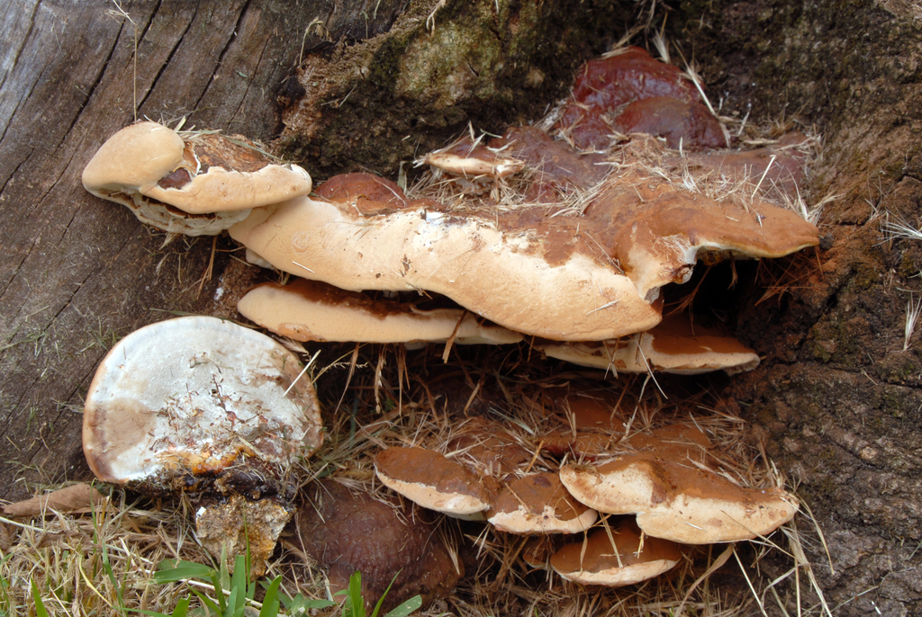 Ganoderma Resinaceum From Monza Mb Italia On June At