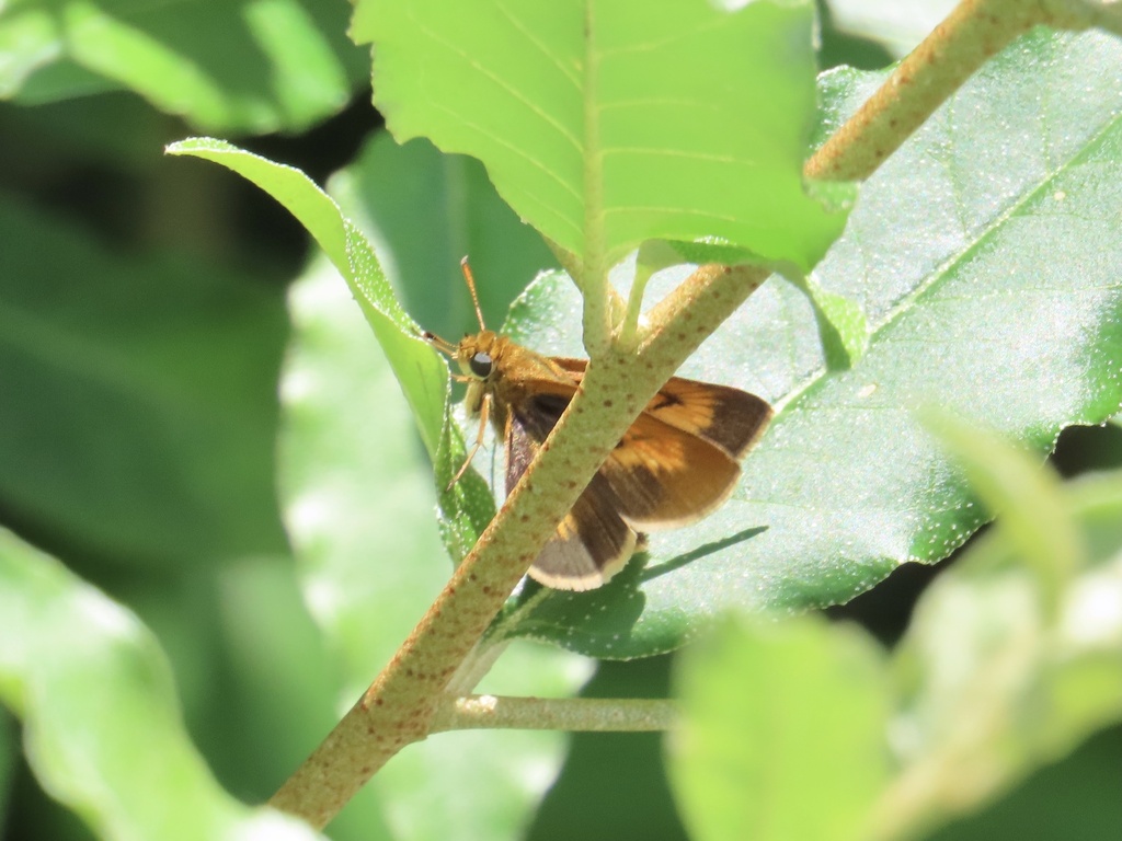 Black Dash In July By Josh Emm Inaturalist