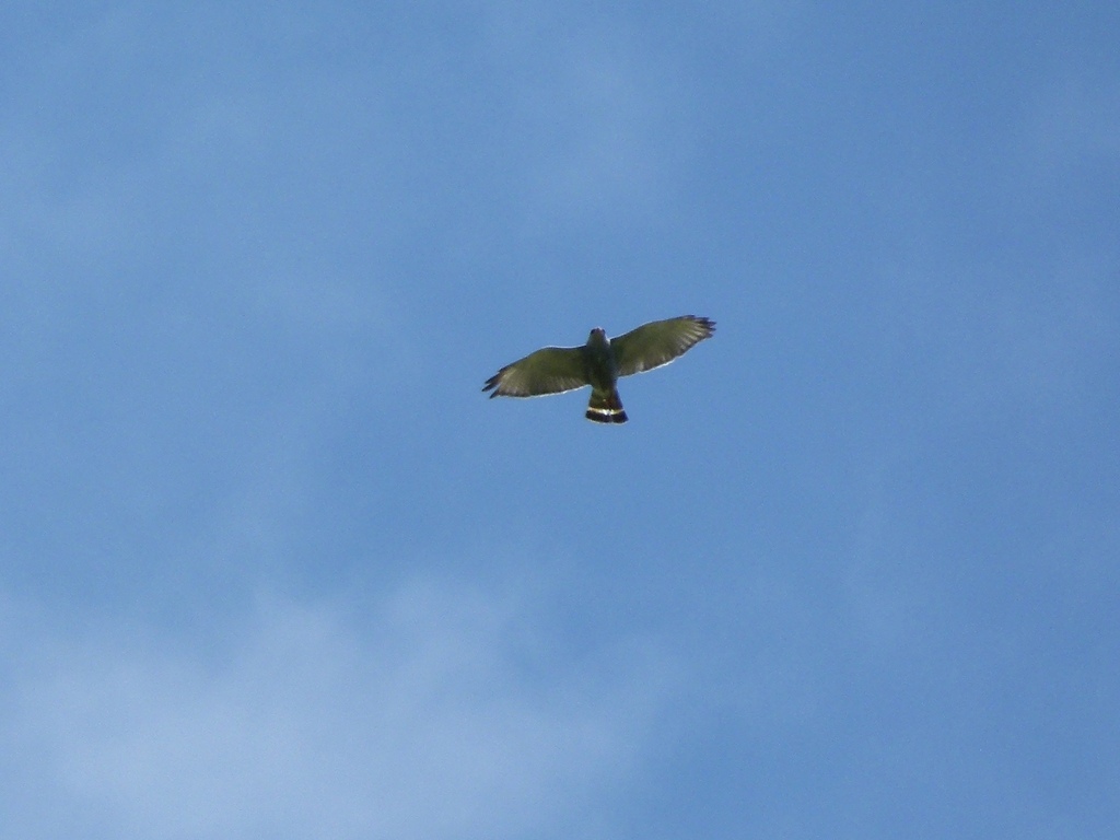 Gray Hawk From Provincia De Guanacaste Tilar N Costa Rica On June