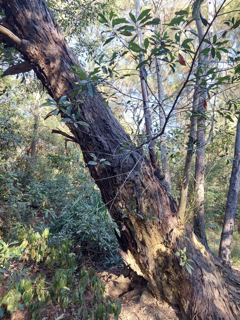 Silvertop Ash From Hornsby Nsw Australia On July At