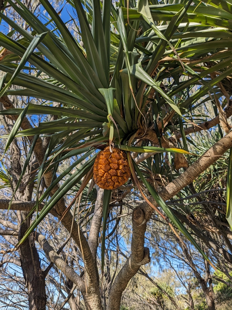 Thatch Screwpine From Point Lookout Qld Australia On July