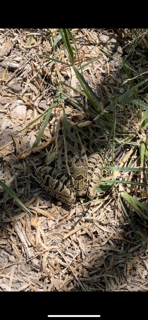 Rio Grande Leopard Frog From Estero Llano Grande State Park Weslaco