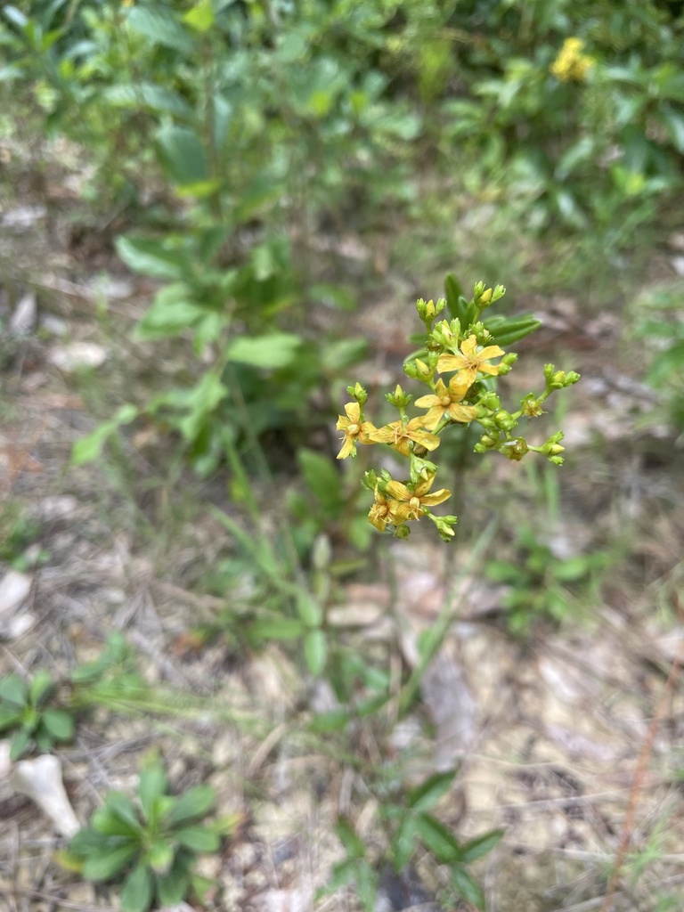 St John S Worts From Hanshaw Rd Ocean Springs MS US On July 11