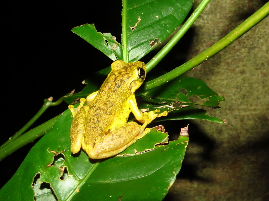 Snouted Tree Frogs From Mapirip N Meta Colombia On March At