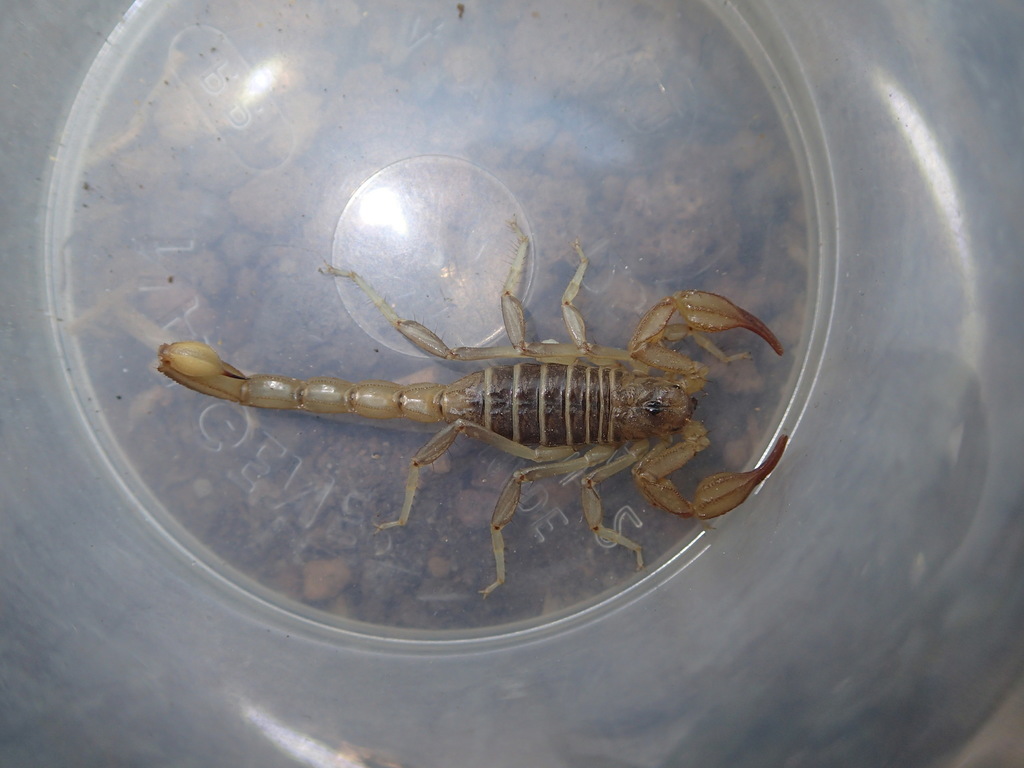 Northern Scorpion From Lassen County Ca Usa On September At