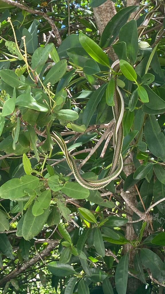 Mexican Parrot Snake From Municipio De Tulum Q R M Xico On July