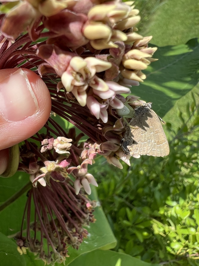 Hickory Hairstreak From Sapsucker Woods Rd Ithaca Ny Us On July