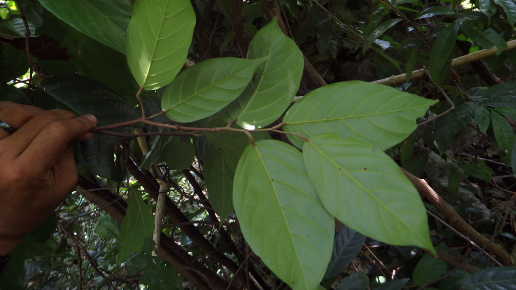 Hopea Celebica In January 2018 By Arief Hamidi INaturalist