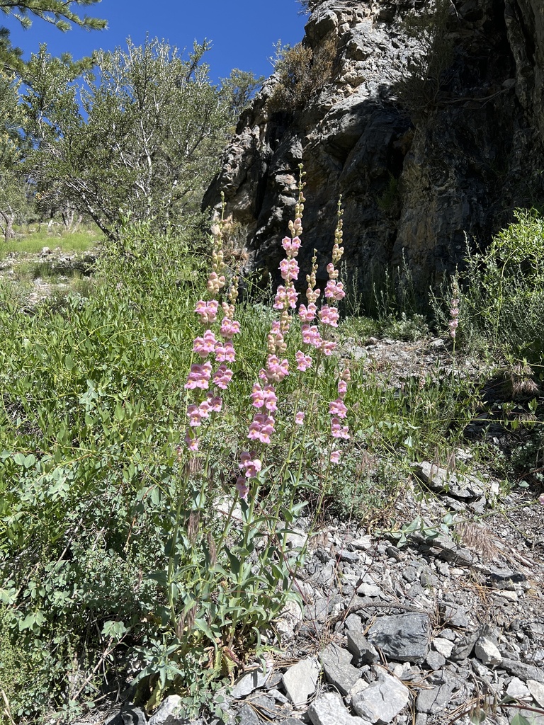 Palmer S Penstemon From Clark County Us Nv Us On July At