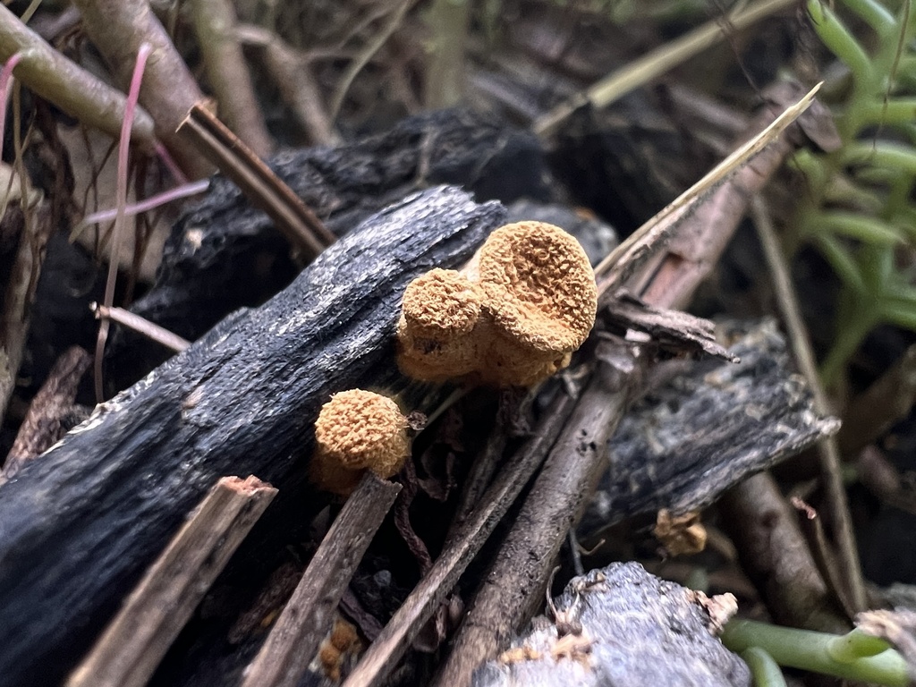 Common Bird S Nest Fungus From W Roanoke Dr Kansas City MO US On