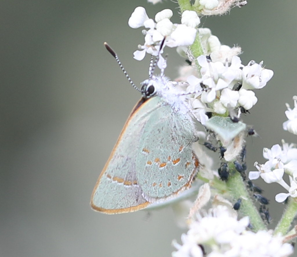 Arizona Hairstreak From Pima County Az Usa On July At