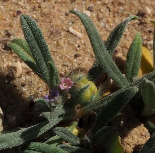 Gastrocotyle Hispida Inaturalist