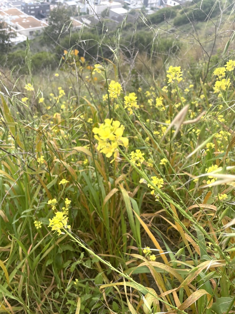 Annual Bastard Cabbage From Table Mountain National Park Cape Town WC