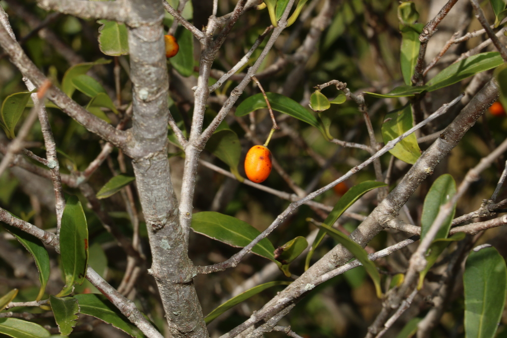 Red Fruited Olive Plum From Gowrie Junction Qld Australia On July