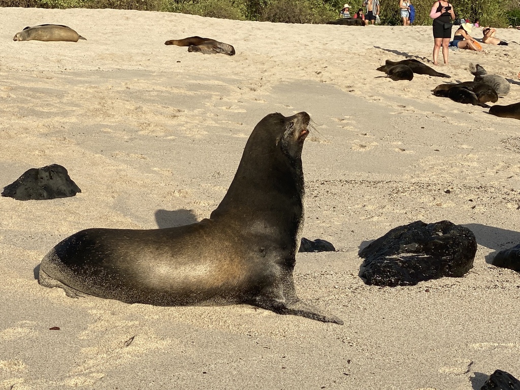 Galápagos Sea Lion in July 2023 by Rita Jansen iNaturalist