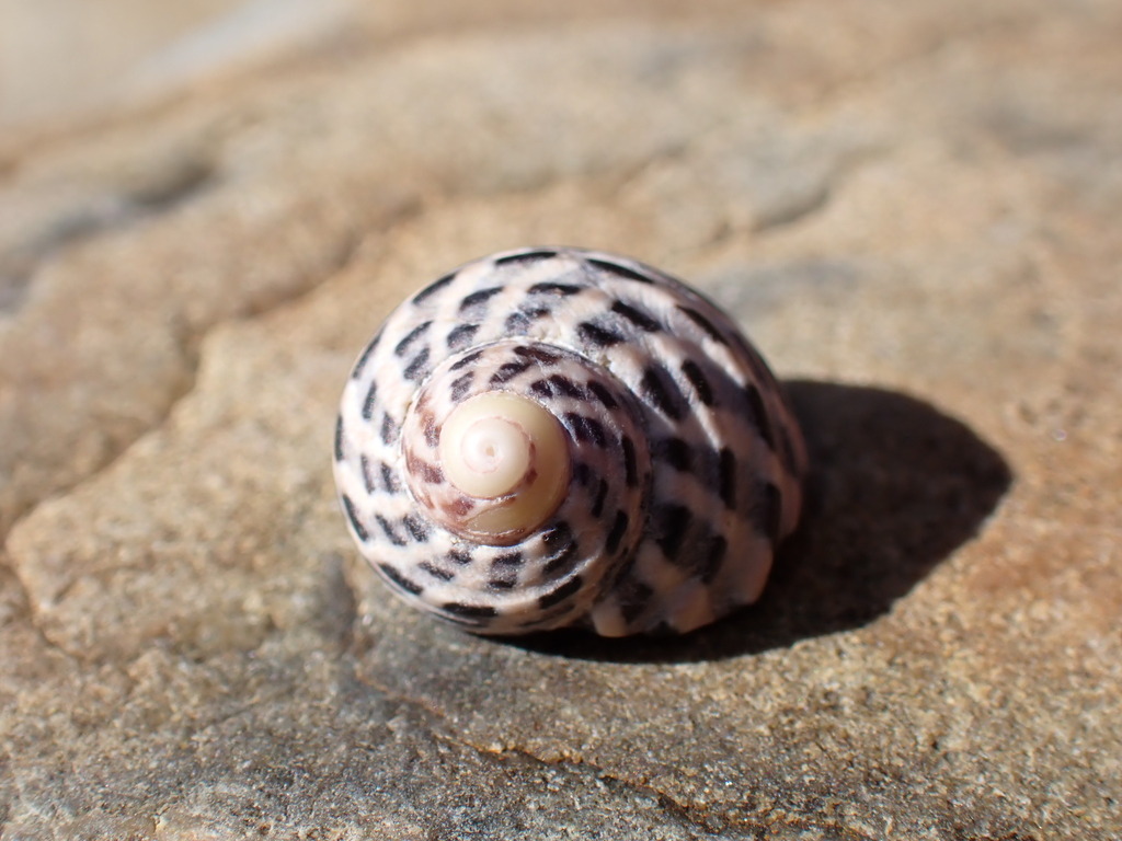 Zebra Top Snail From Barcoongere NSW 2460 Australia On July 16 2023