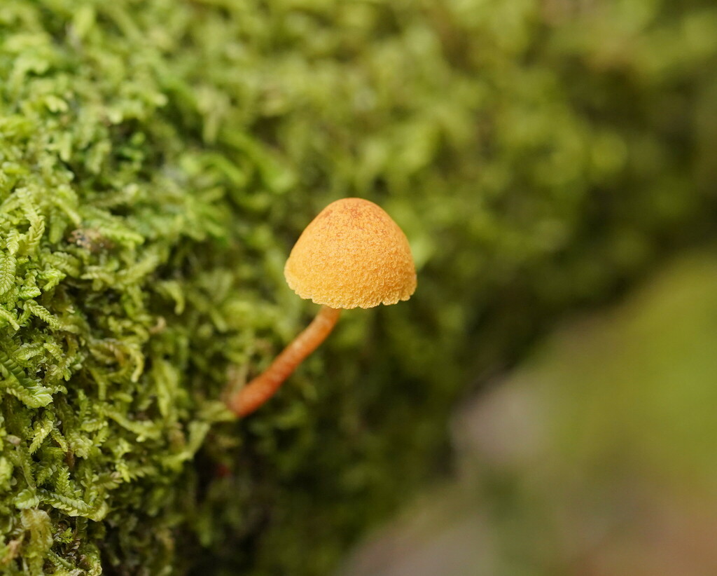 Gymnopilus Eucalyptorum From Taggerty Vic Australia On July