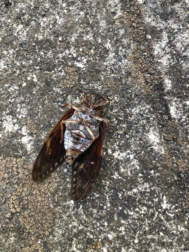 Large Brown Cicada From Metropolitan Expressway Inner Circular Route