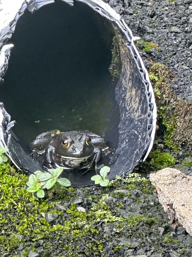 American Bullfrog From Indian Hill Rd Redding Ct Us On July