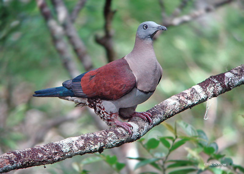 Zoe S Imperial Pigeon From Varirata National Park On May 13 2009 By