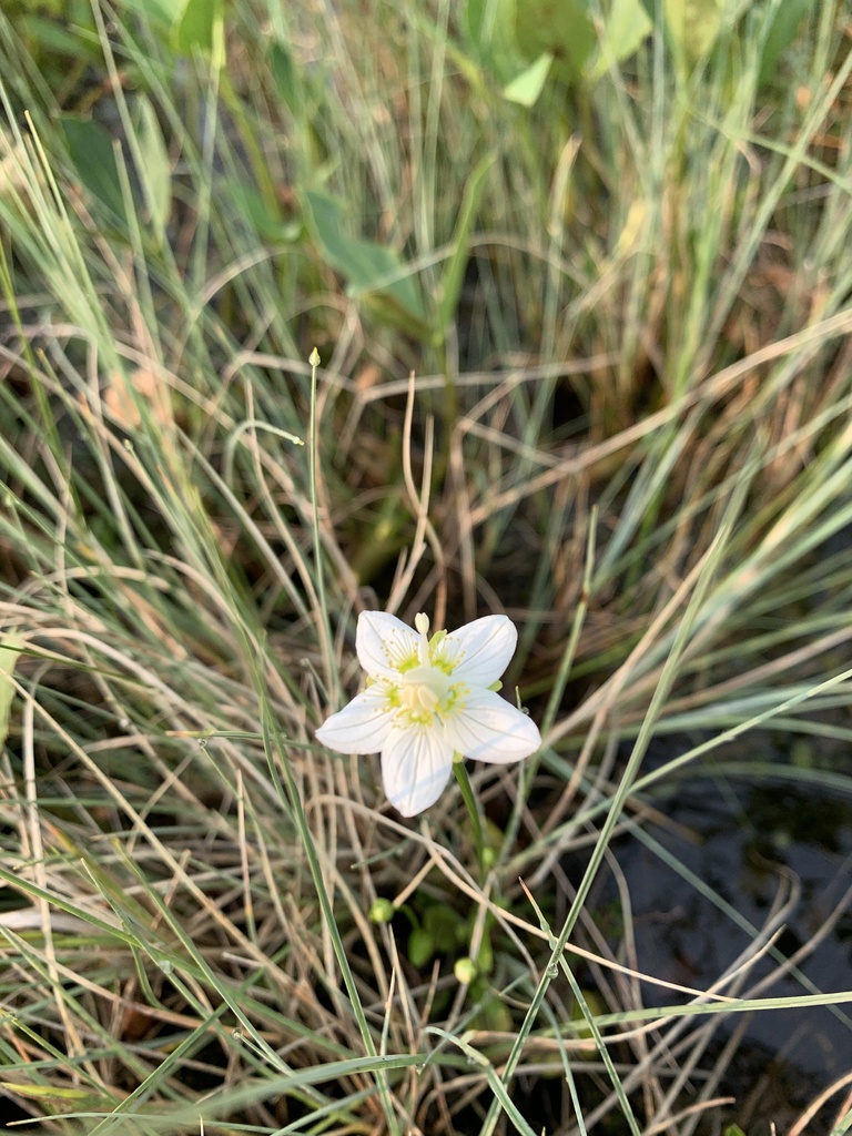 Marsh Grass Of Parnassus From Yellowhead County AB CA On July 16