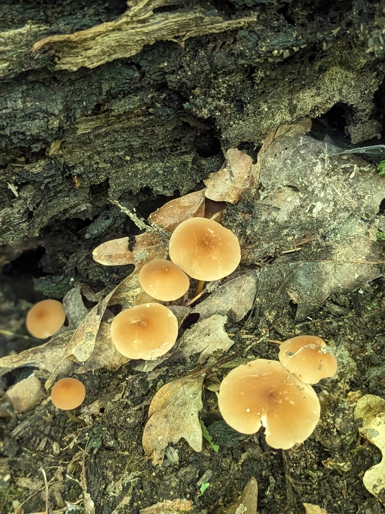 Pinwheels And Parachute Mushrooms From Meramec Township Mo Usa On