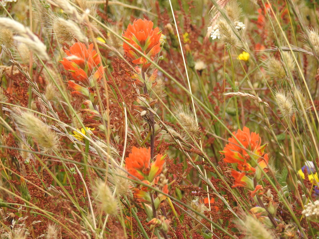 Coast Paintbrush From Bull Point Trail Point Reyes Station CA 94956