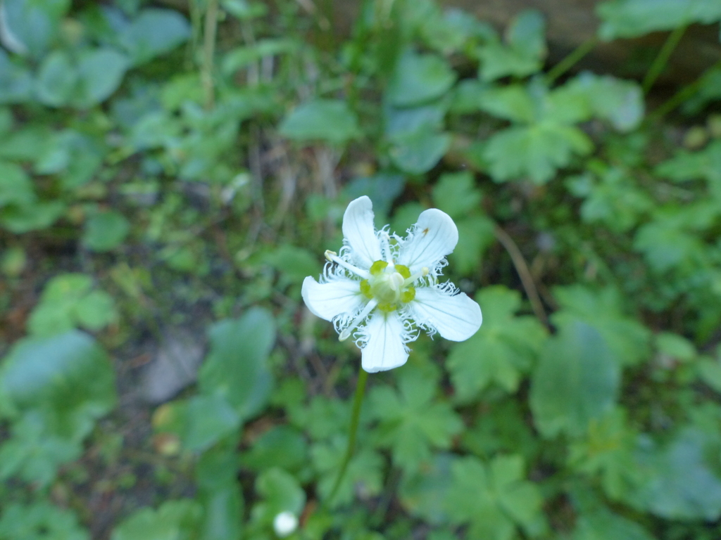 Fringed Grass Of Parnassus From Boulder County Co Usa On August