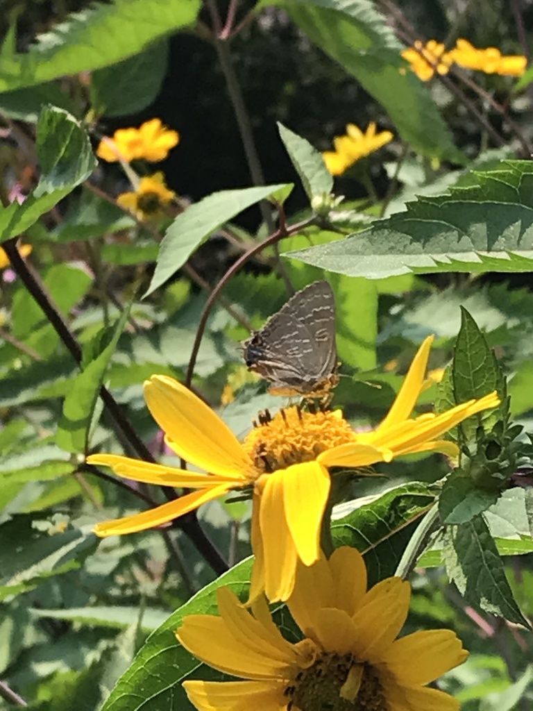 Hickory Hairstreak From Irvine Rd South Dundas ON CA On July 17