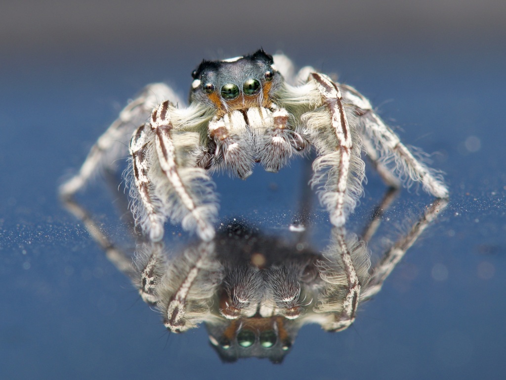 Putnam S Jumping Spider From Lake Darby Estates Lake Darby OH 43119