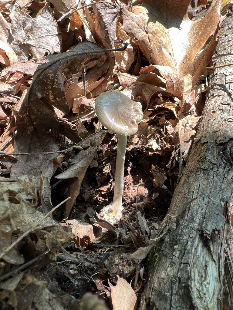 Common Gilled Mushrooms And Allies From Albert Johnson Rd Nashville