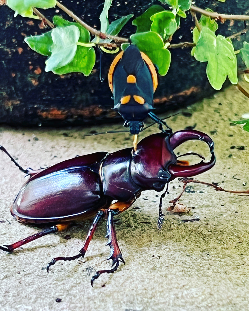 Reddish Brown Stag Beetle From Mossy Hollow Way Knoxville TN US On