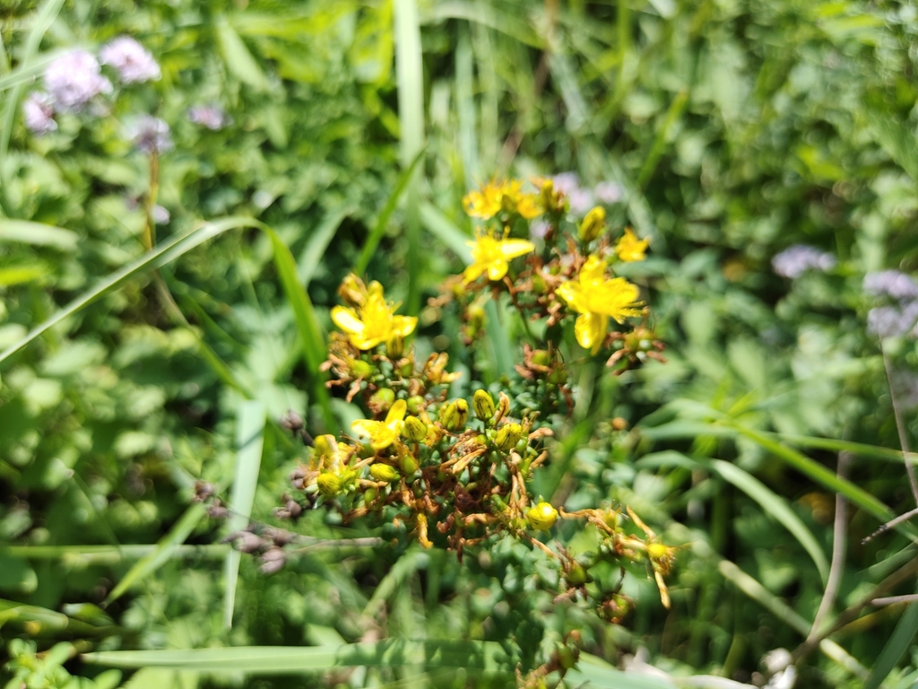 Common St John S Wort From Iskitimskiy Rayon Ru Ns Ru On July