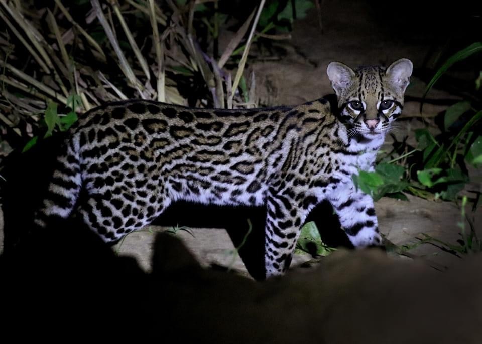 Ocelot From Nuflo De Chavez Bolivia On October 7 2022 At 01 34 PM By