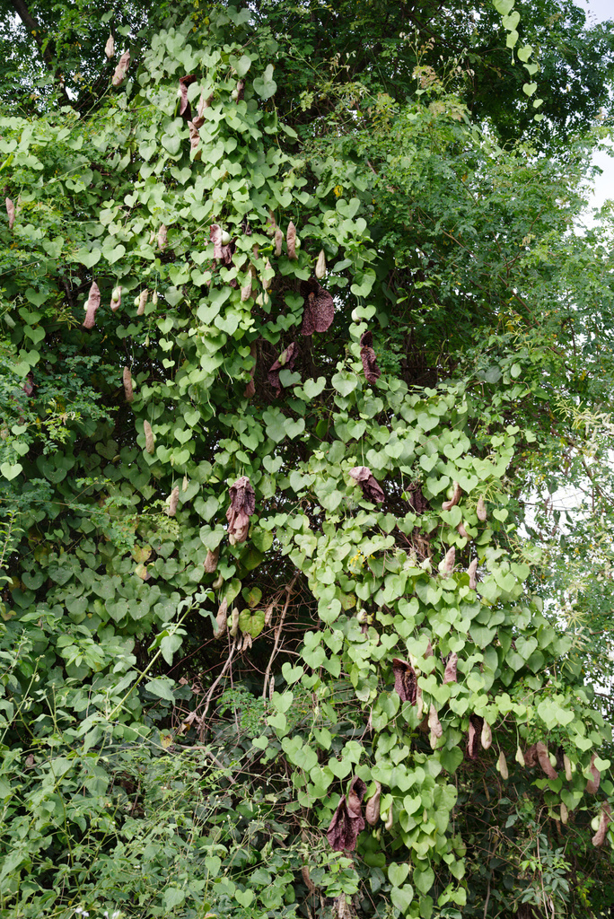 Brazilian Dutchman s Pipe from Morro do Chapéu State of Bahia Brazil