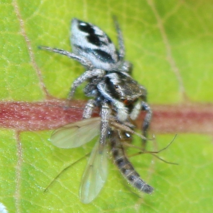 Habronattus Coecatus From Oshawa ON L1J 5X9 Canada On July 18 2023