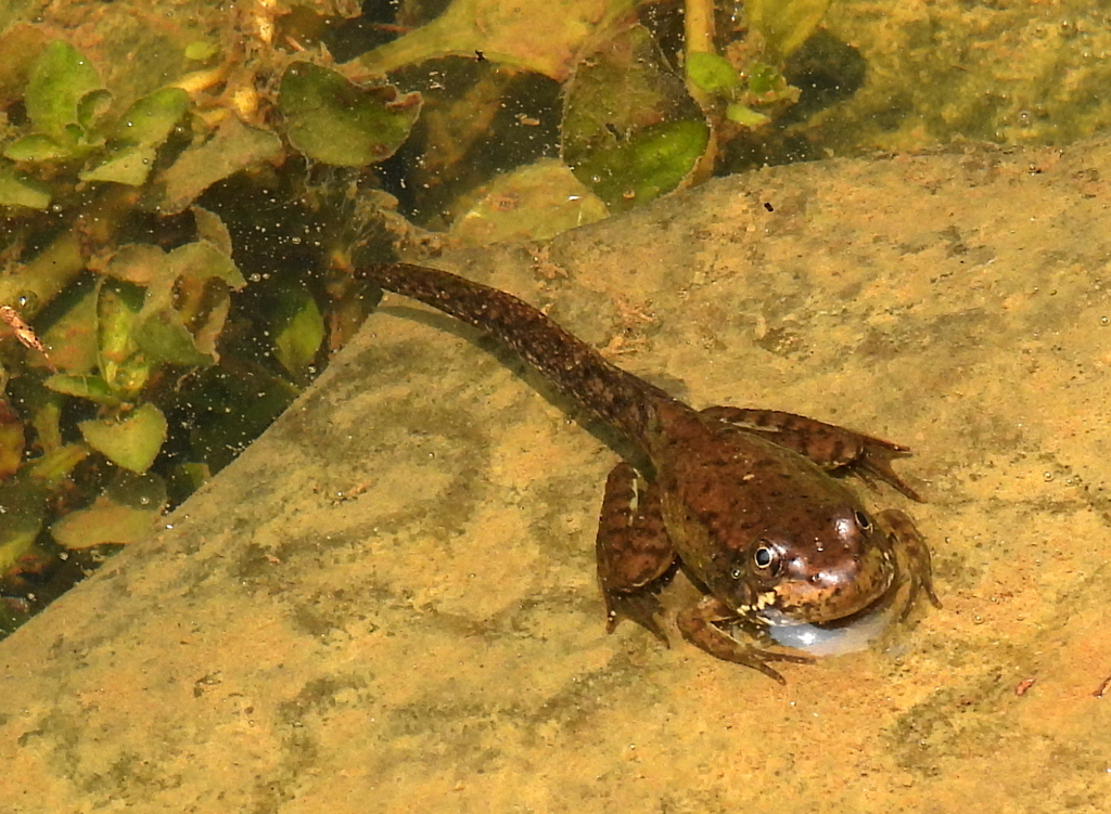 Green Frog From Johnson City TN USA On July 18 2023 At 01 28 PM By