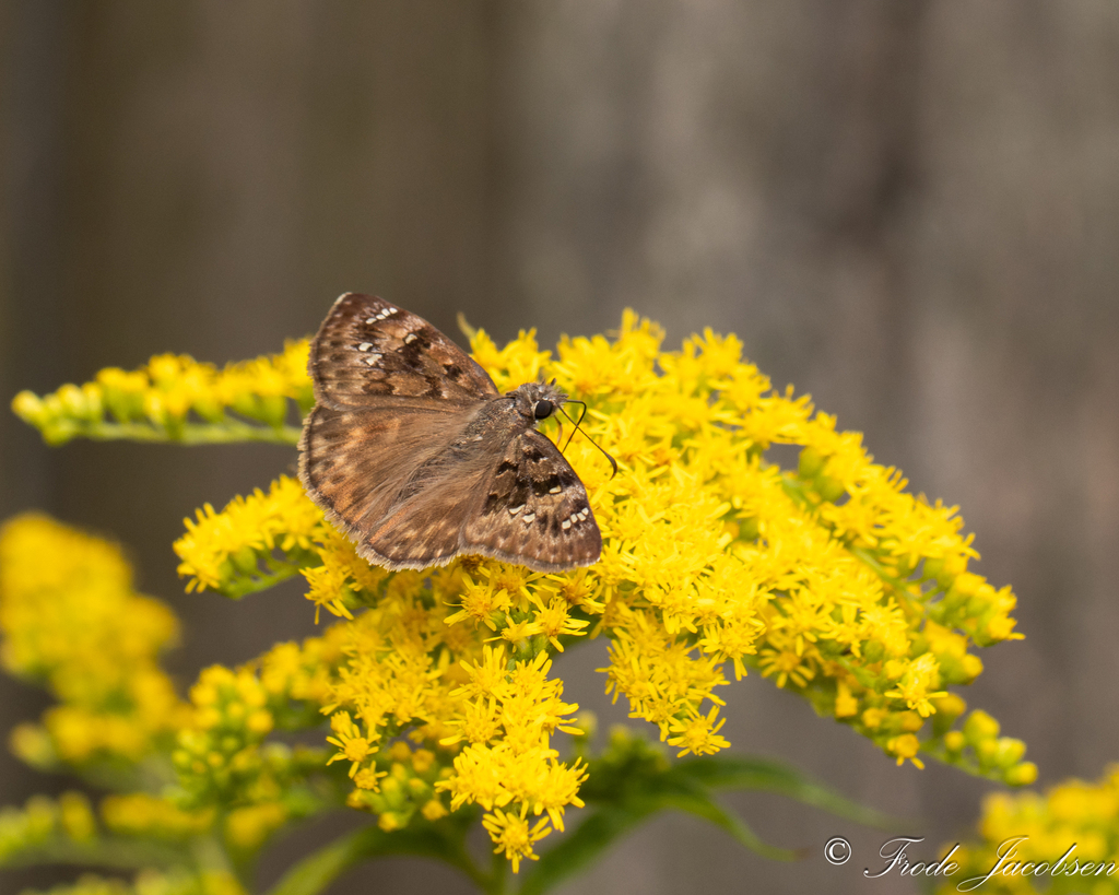 Horace S Duskywing From Parkview Trail MD USA On July 16 2023 At 03