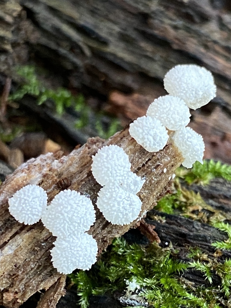 Honeycomb Coral Slime Mold In July 2023 By Jim INaturalist